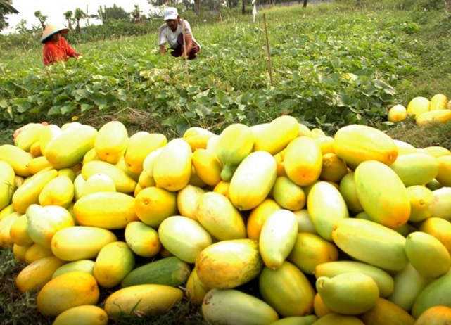 Setelah mengikuti tahap-tahap penanaman timun suri yang baik dan benar, maka Anda sudah bisa memanen buahnya setelah berusia 100 hari.