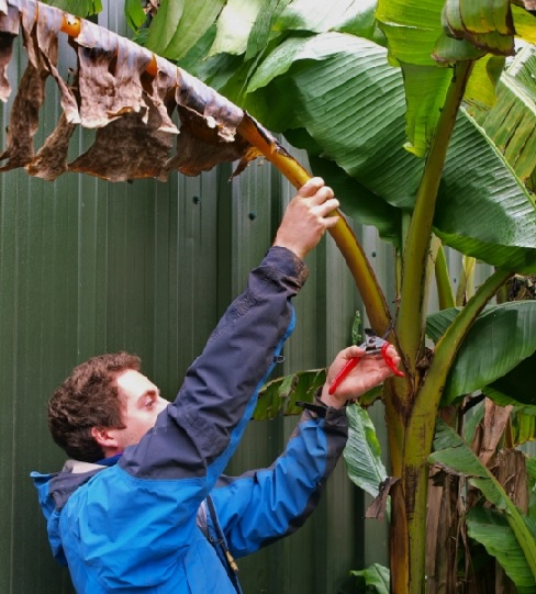 Pemangkasan terhadap daun-daun pisang yang telah mengering harus segera dilakukan agar virus yang terdapat pada daun-daun tersebut tidak menjalar dan merusak daun-daunnya yang masih sehat dan segar.