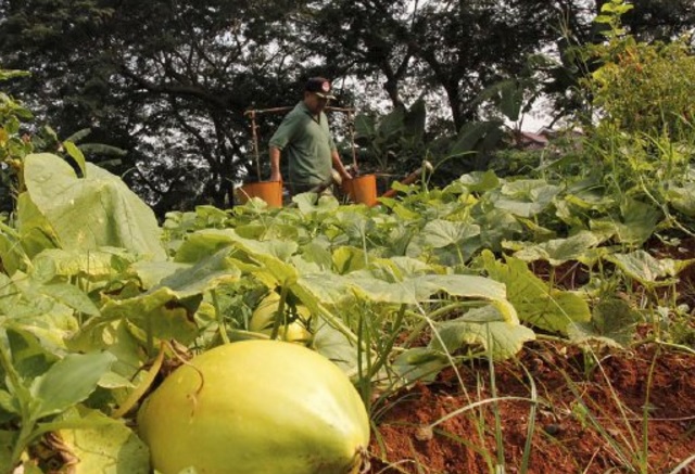  secara organic sanggup dilakukan dengan beberapa tahap Cara Menanam Timun Suri