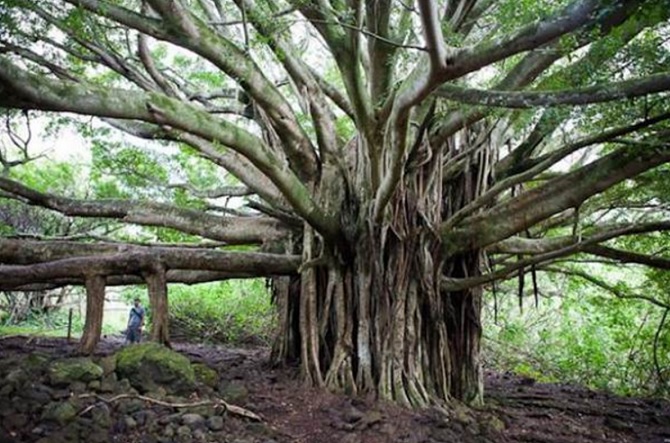 Pohon-banyan