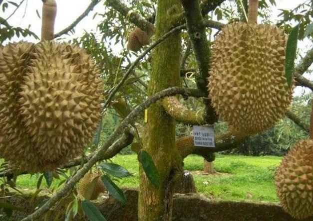 pohon-durian