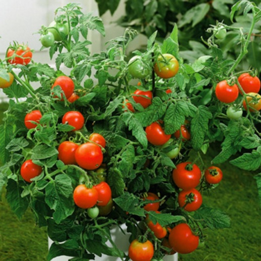pohon-tomat