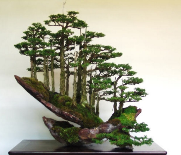 Pot bonsai dari material batu. Membuat tampilan bonsai yang sedang beraada di dataran terjal.