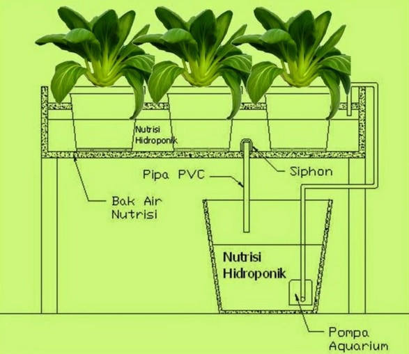 And sistem flow ebb teknik hidroponik