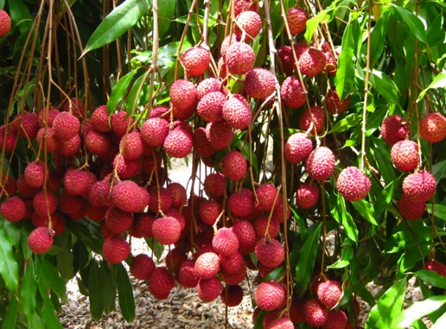 Buah-buahan dari tanaman yang tumbuh di iklim panas atau tropis dengan suhu udara sekitar 25 derajat celcius disebut