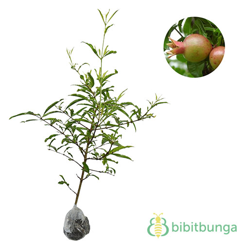 Featured image of post Harga Tanaman Bonsai Buah Tanaman bonsai memang menjadi seni penanaman semakin sulit maka semakin mahal harganya