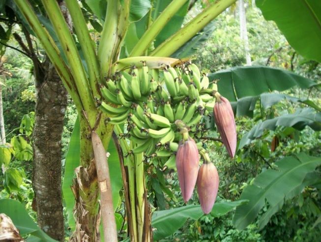 tanaman-pisang