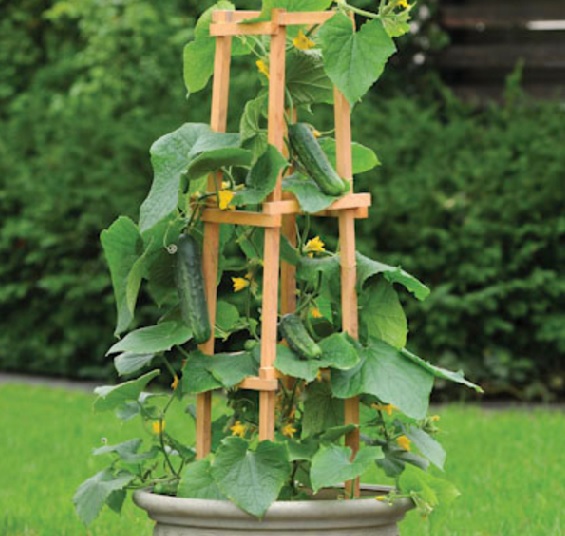 Gambar di atas menunjukkan tanaman mentimun dalam pot yang ditopang dengan kayu rambatan.