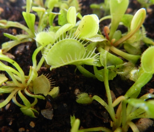 Jebakan venus flytrap yang sudah besar.