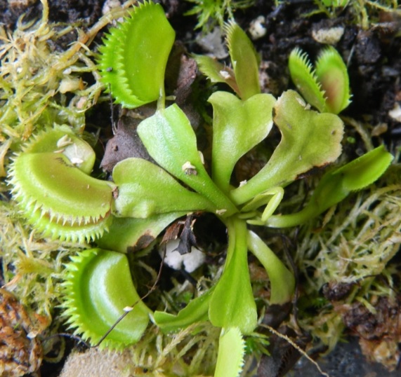 Tanaman venus flytrap (VFT) ukuran dewasa.