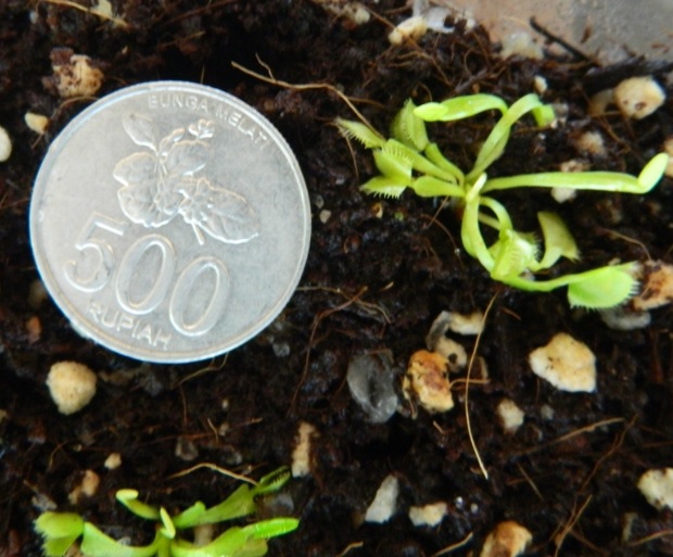 Ukuran venus flytrap mediim (remaja) vs koin 500 Rupiah.