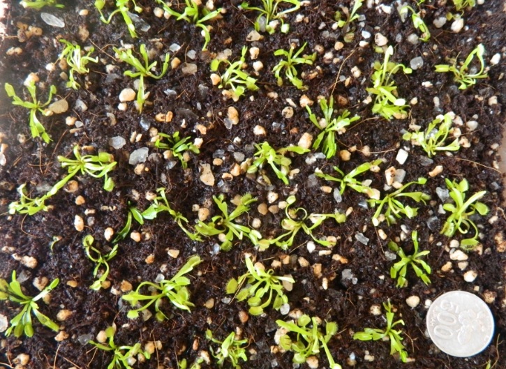 Stok venus flytrap remaja kami, disertakan koin agar dapat diprediksi ukuran tanaman yang Anda terima.