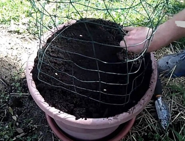 Media tanam berupa pot yang berisi dengan tanah bercampur pupuk, lengkap dengan penyangga besi yang menjadi media merambatnya tanaman melon nantinya.