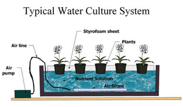 water-culture