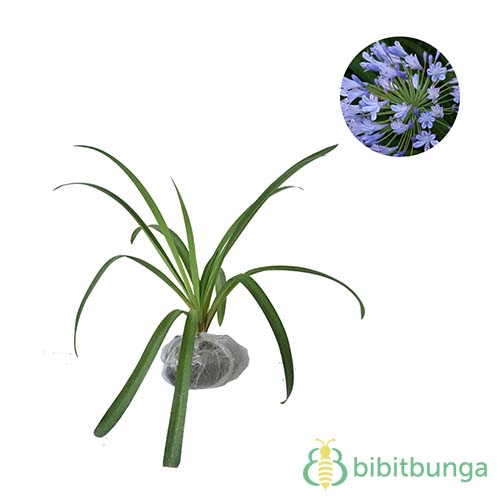 Tanaman Agapanthus Biru (Blue African Lily)