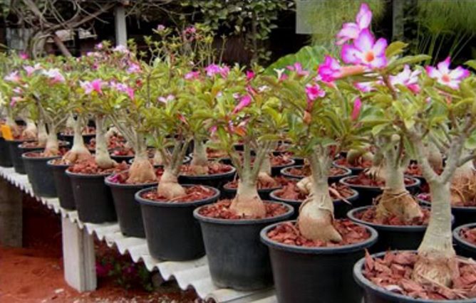 Cara Menanam Bunga Kamboja Jepang Adenium Bibitbunga Com