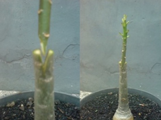 Proses penggabungan dan hasil penggabungan batang atas dan bawah tanaman adenium.