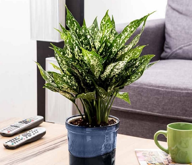 Aglaonema menjadi salah satu tanaman hias daun yang populer dijadikan tanaman penghias dalam rumah atau tanaman hias indoor.