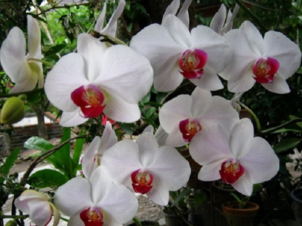 anggrek-atau-orchid