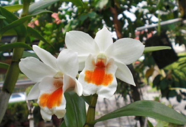 anggrek-dendrobium