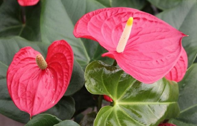 anthurium