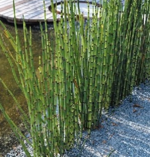 bambu-air