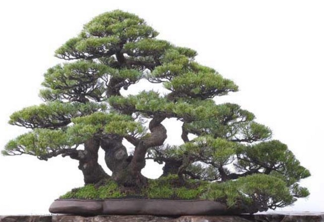 Bonsai cemara udang.