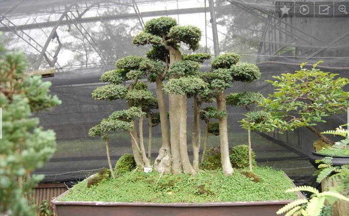 Tanaman serut yang dibuat menjadi tanaman bonsai.