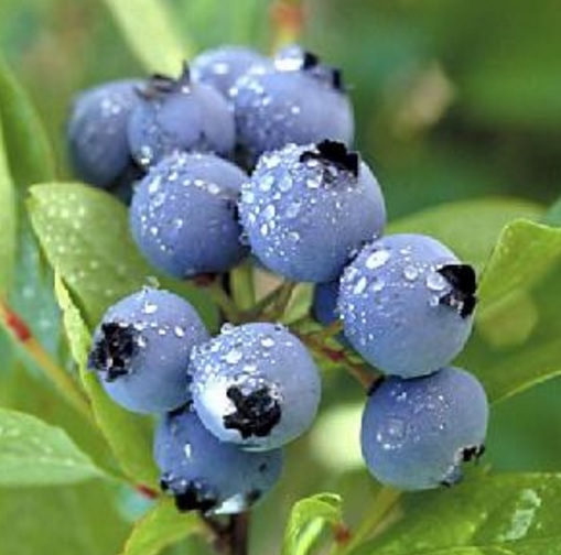 buah-billberry