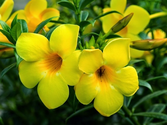 bunga-alamanda