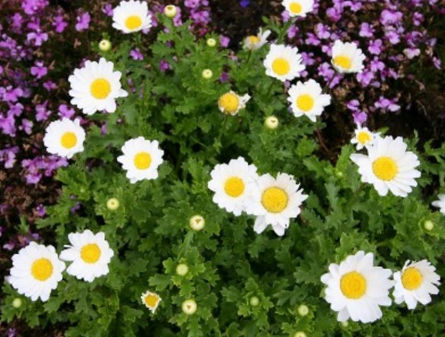 Jenis Bunga Taman dengan Perawatan yang Mudah - BibitBunga.com