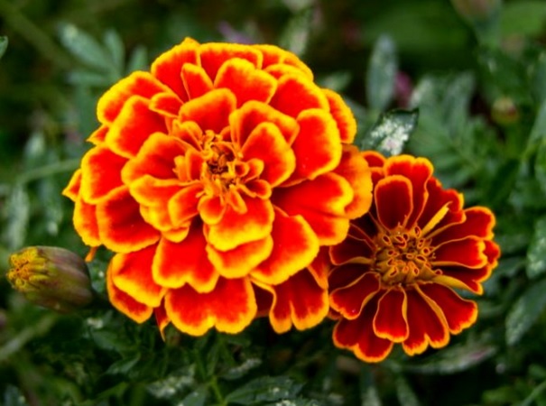 bunga-marigold