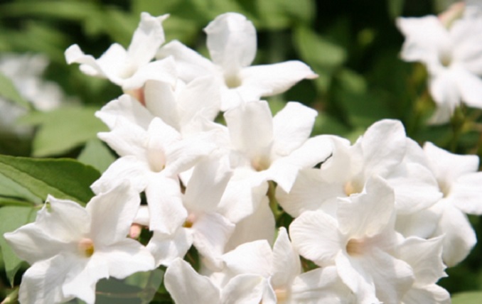 Jenis Bunga Melati Yang Berwarna Warni Bibitbunga Com