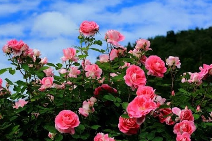 bunga-rose-pink-yang-sangat-indah
