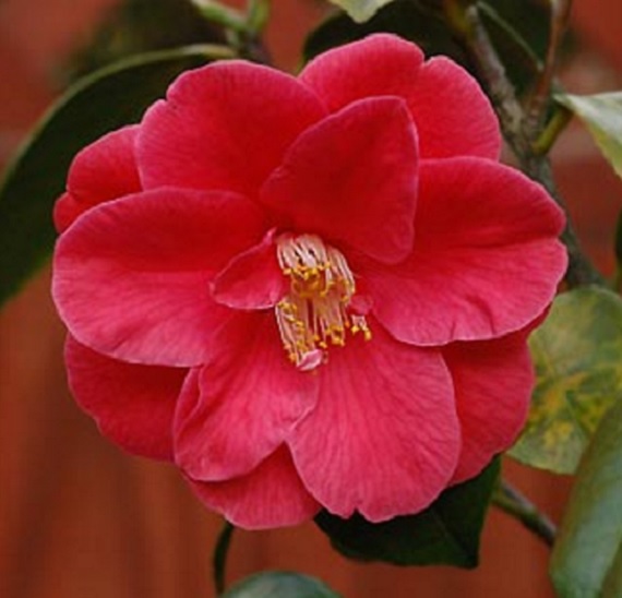 Bunga camellia berkelopak single.