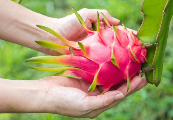  yang mempunyai warna menonjol dan menarik serta mempunyai bentuk yang paling unik ialah  Cara Menanam Buah Naga Dalam Pot