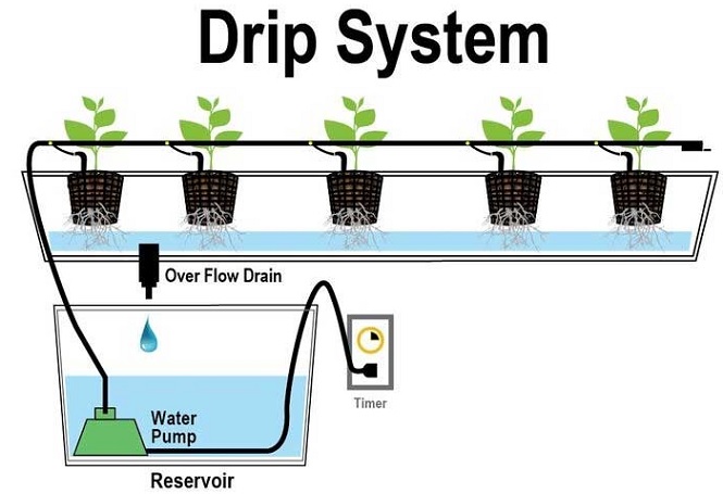 Ilustrasi penanaman hidroponik dengan sistem drip irrigation atau irigasi air / irigasi teets.