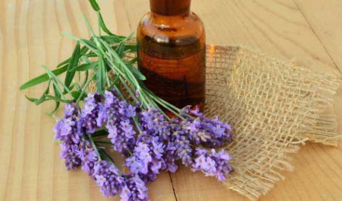 lavender-sebagai-obat-nyamuk-alami