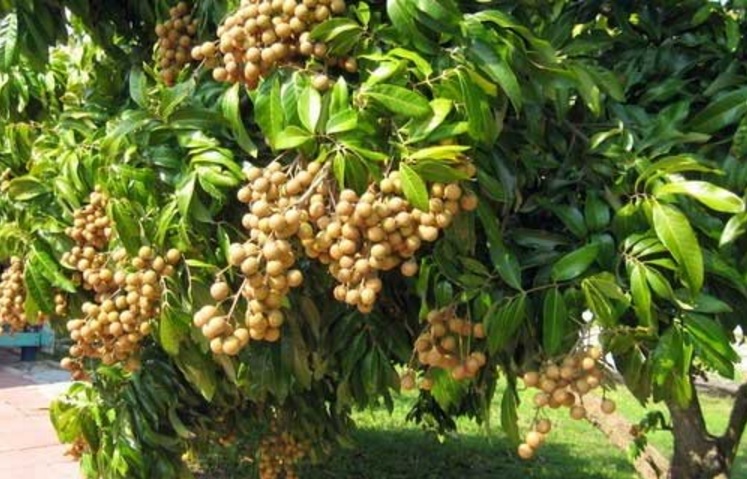  Buah elok dan lembap ini merupakan buah tropis yang banyak ditanam di negara kita Budidaya Lengkeng di Dataran Rendah