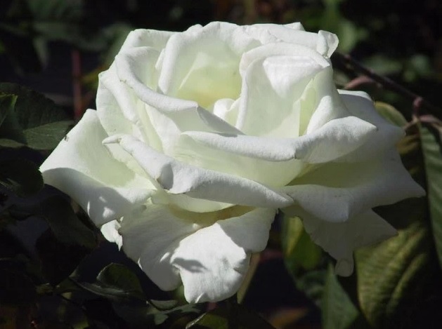 mawar-mega-putih