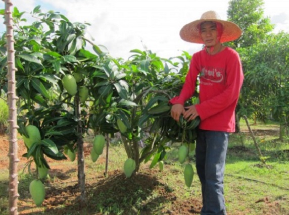 Menanam mangga dari hasil cangkokan dapat menghasilkan pohon mangga yang tidak terlalu tinggi dan cepat berbuah.