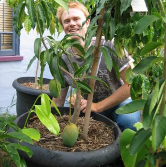 Pohon mangga juga bisa ditumbuhkan di dalam pot.