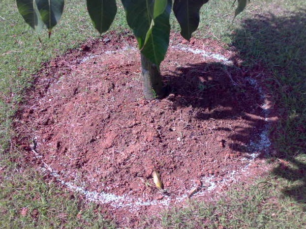 Menaburkan pupuk di sekeliling pohon tanpa menyentuh batang utama tanaman buah.