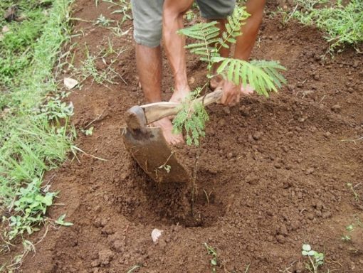 Cara Menanam Sengon Yang Baik Dan Benar 4486