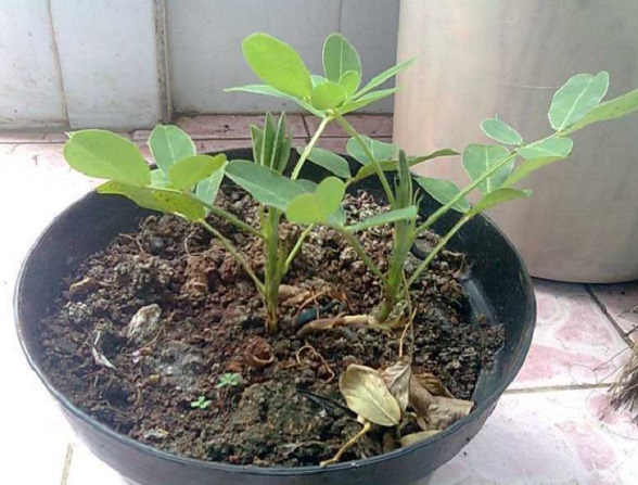 Menanam kacang tanah di dalam pot juga tetap harus diberikan perawatan agat hasil kacang tanahnya berkualitas.