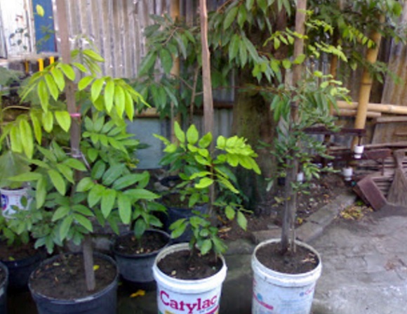 Lengkeng juga bisa ditanam dalam wadah seperti pot atau ember bekas.