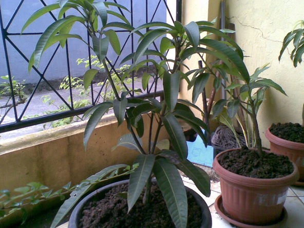 Pohon mangga juga bisa ditumbuhkan pada pot.