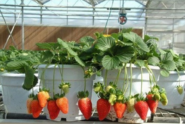 Menanam buah strawberry bisa dilakukan pada wadah pot.