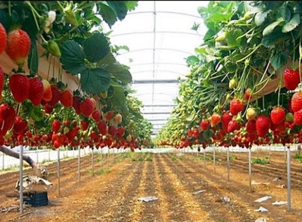 Menanam strawberry secara hidroponik bisa menghasilkan buah yang lebih melimpah.