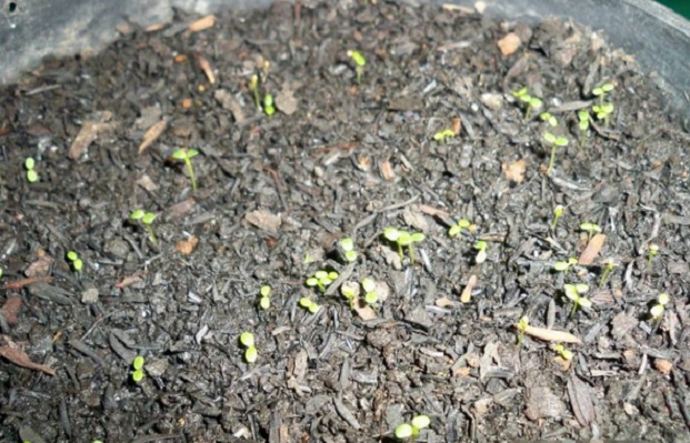 Biji strawberry yang disemai akan mulai berkecambah setelah penyemaian beberapa hari.